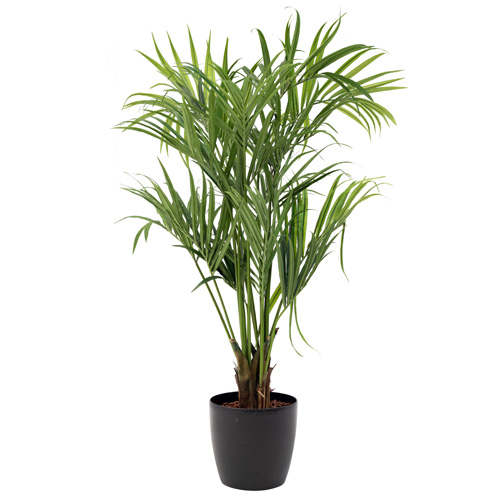 Plant Kentia met pot