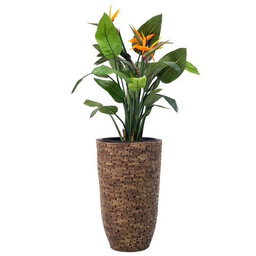 Plant Strelitzia met  pot